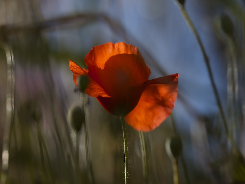 _MG_6232.jpg