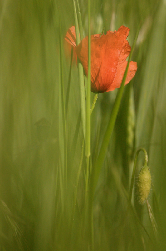 DSC_0070re.jpg