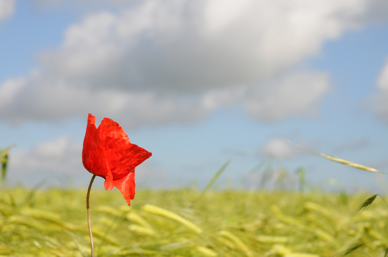 Coquelicot_BM_001_v800.jpg