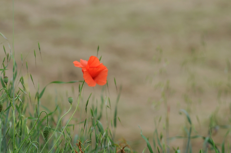 DSC_3752.jpg