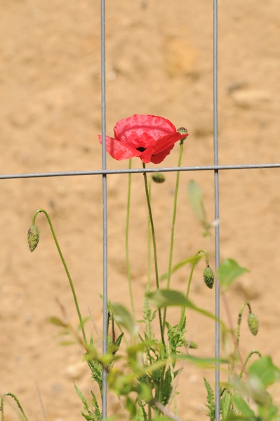 DSC_3767.jpg