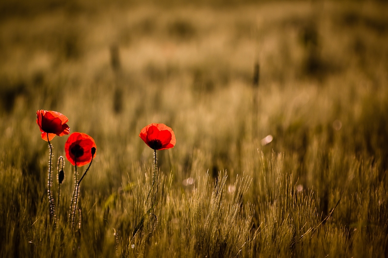 concours coquelicots1.jpg