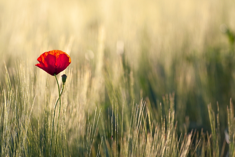 concours coquelicots2.jpg