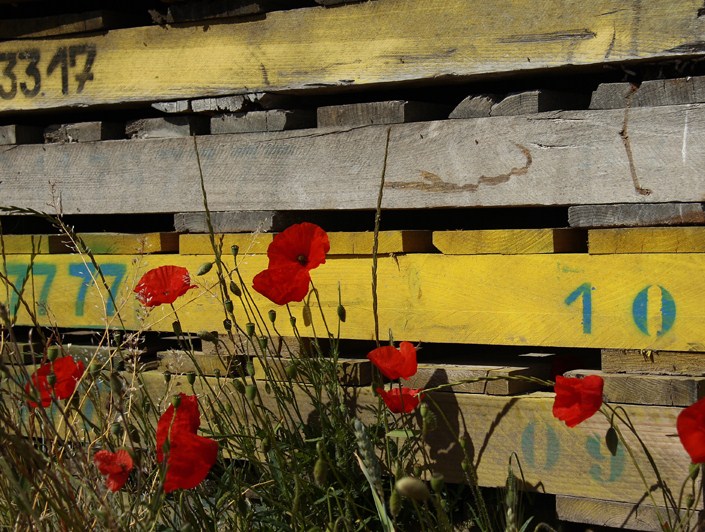 Palette de couleurs.jpg