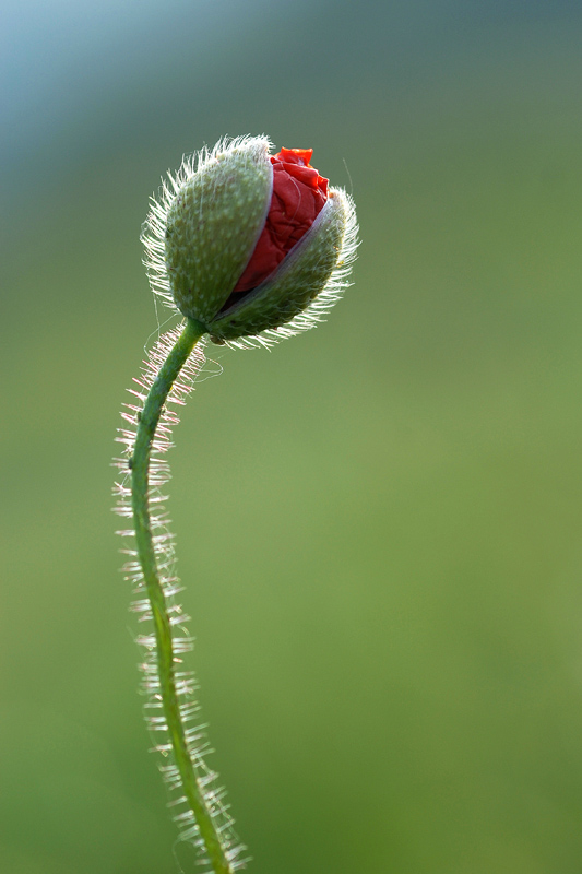 Coquelicot 1a.jpg