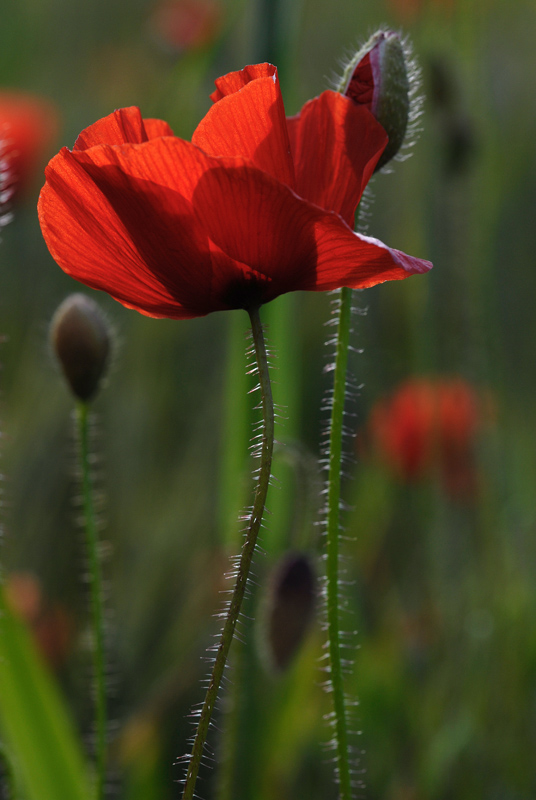 Coquelicot ta.jpg