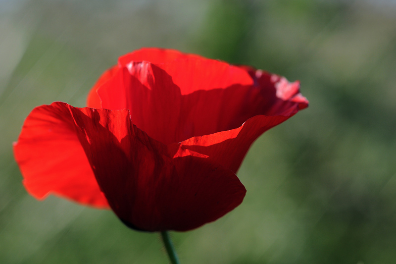 coquelicot 4a.jpg