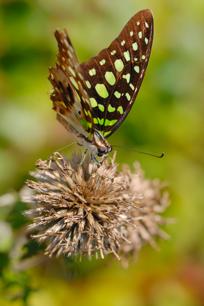 060830_Papillons_039.jpg