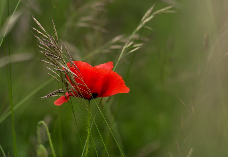 DSC_0343 - Copie.jpg