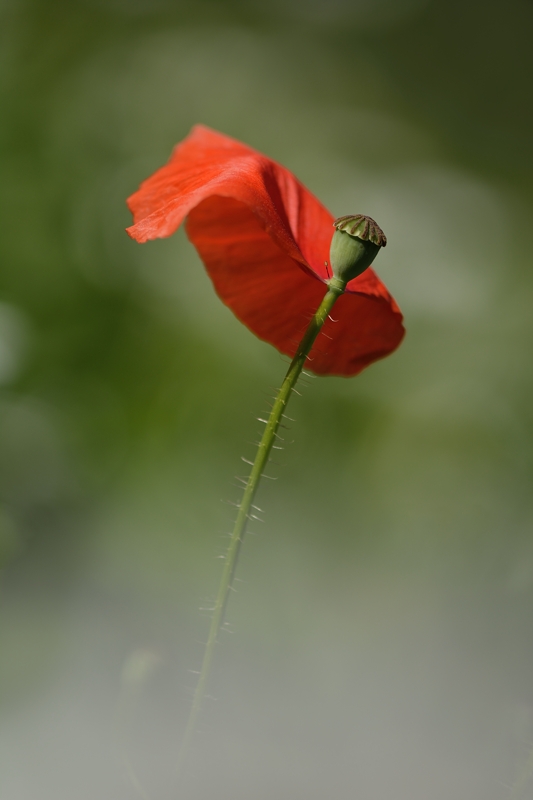 CB_DSC_4929-2013-06-12_17-58-37_0.jpg