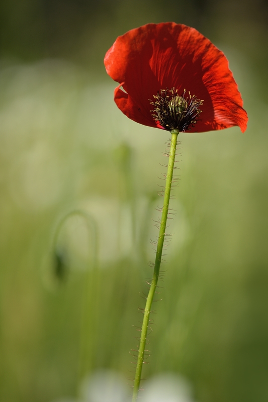 CB_DSC_4970-2013-06-12_18-32-13_0.jpg