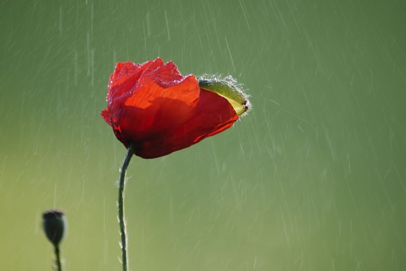 Coquelicot pluie.jpg