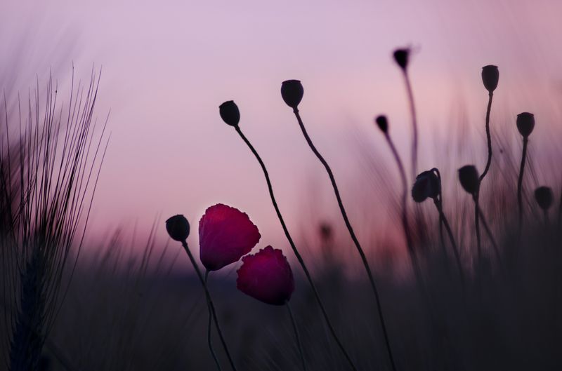 Coquelicots levés.jpg
