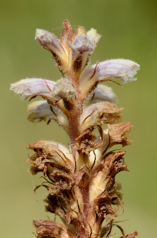 orobanche2.jpg