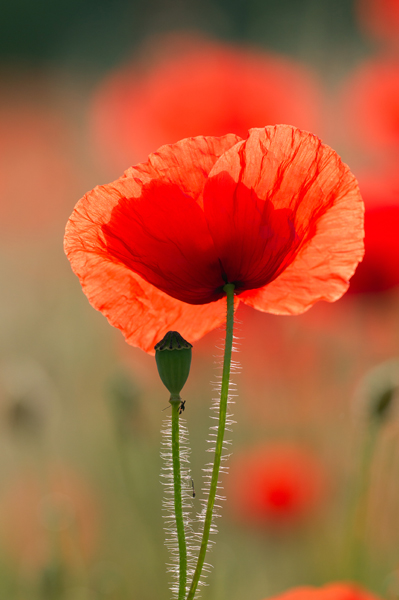 coquelicot.jpg