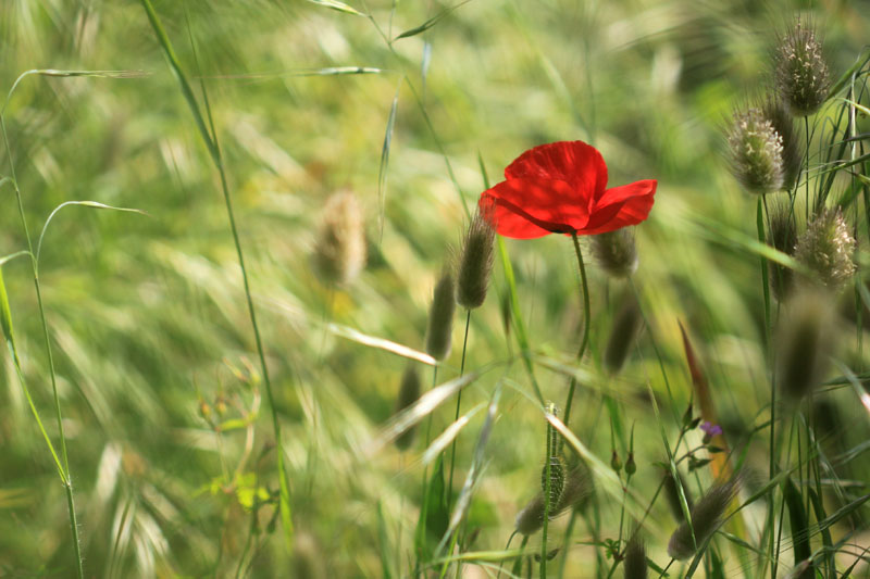 Coquelicot 1.jpg