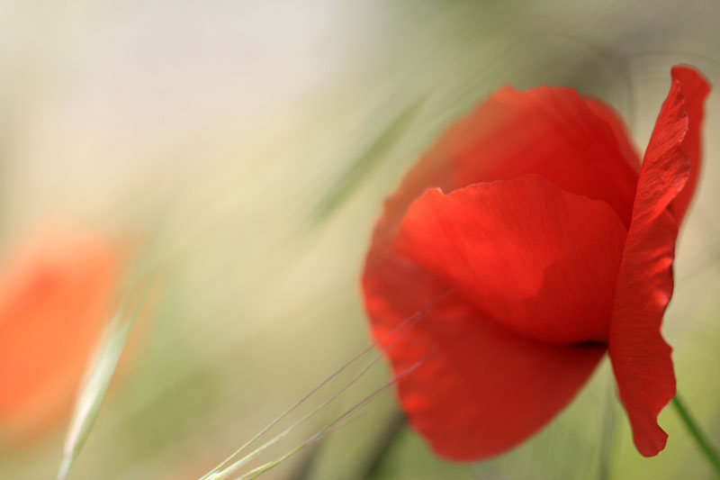 Coquelicot 4.jpg