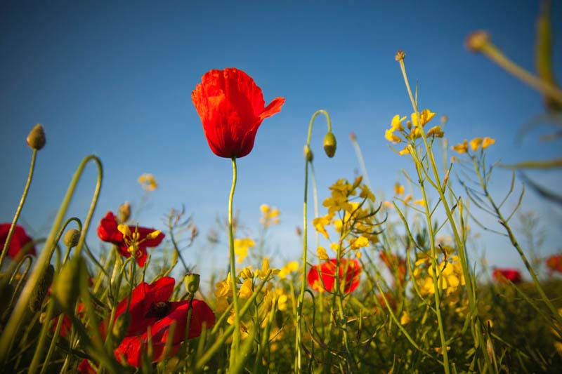 coquelicot2.jpg