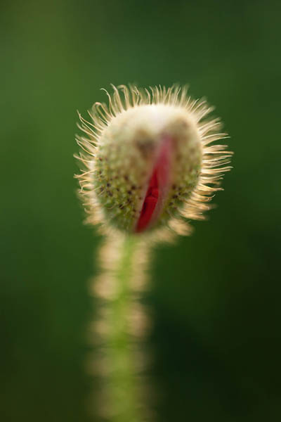 coquelicot3.jpg