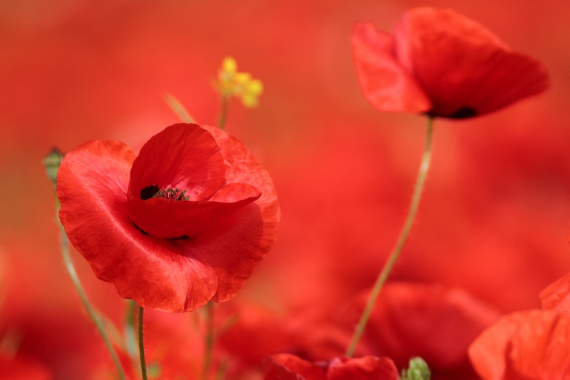 portrait de coquelicot0001.JPG