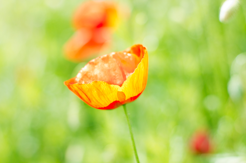 coquelicot_3.jpg