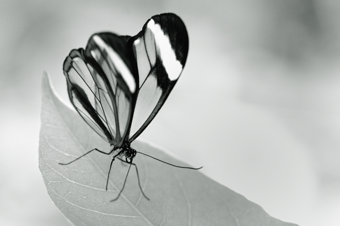 060830_Papillons_056.jpg