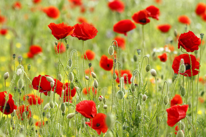 Coquelicot_champs.jpg