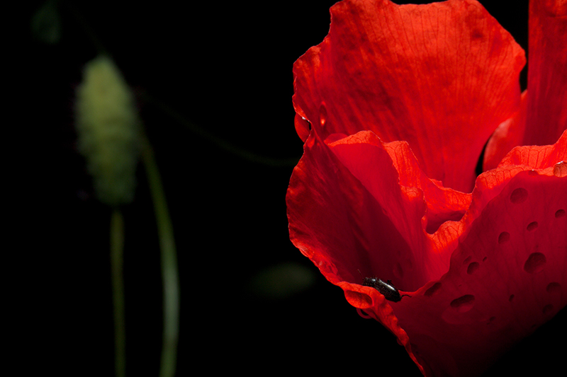 Coquelicot 1.jpg