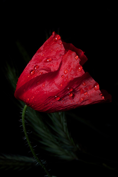Coquelicot 5.jpg