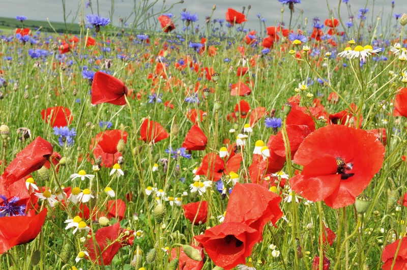 champs de coquelicots - Copie.jpg