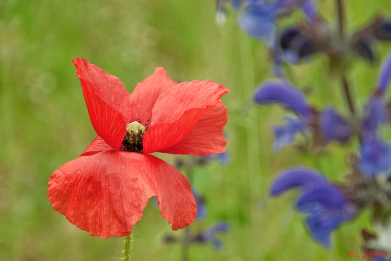 Coquelicot_1.jpg