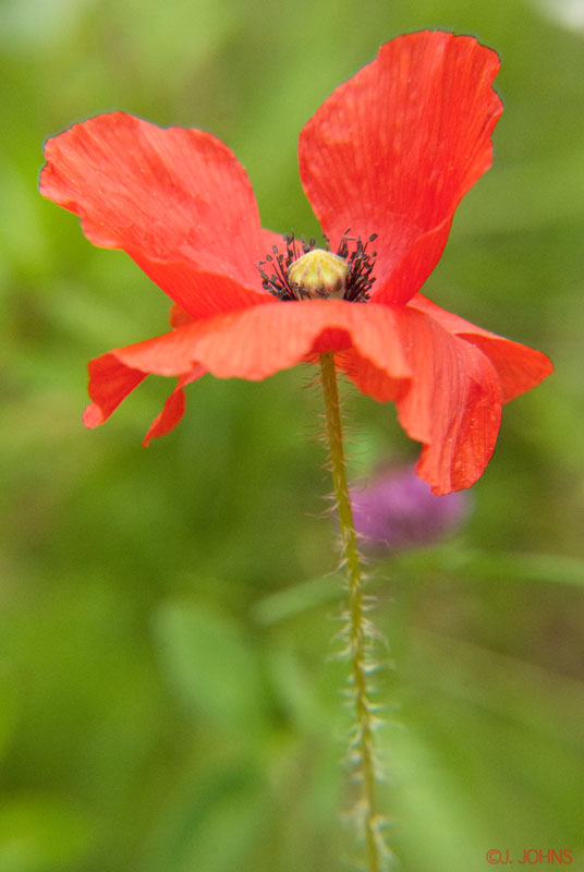 Coquelicot_3.jpg
