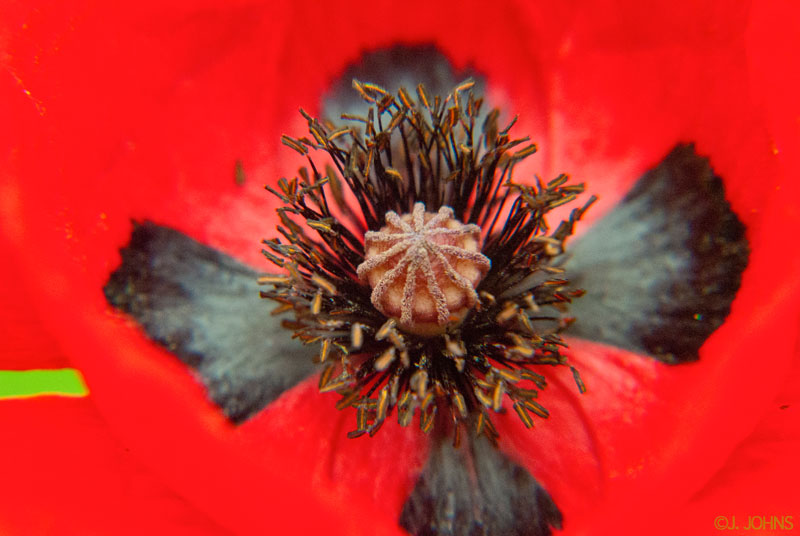 Coquelicot_gros_plan_2.jpg