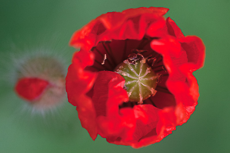 IMG_2131coquelicots.jpg