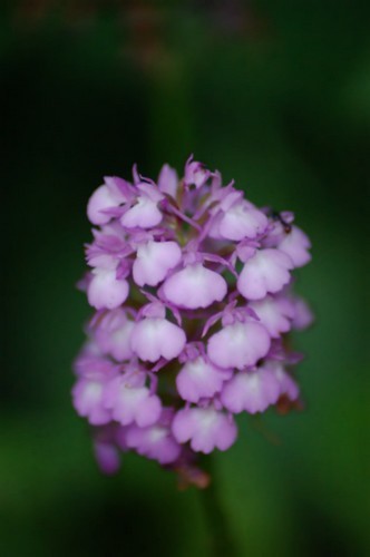 DSC_0022.JPG