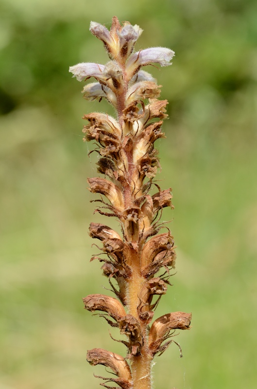 orobanche1.jpg