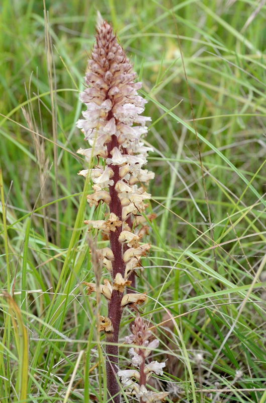 orobanche3.jpg