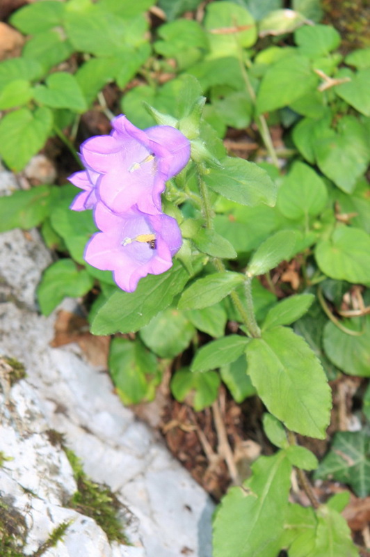 IMG_4482_3.jpg