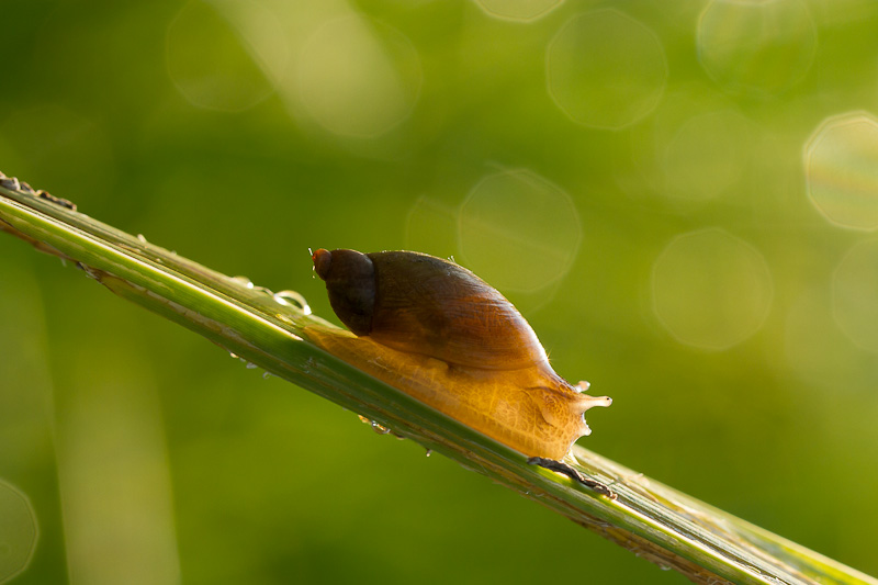 escargot.jpg