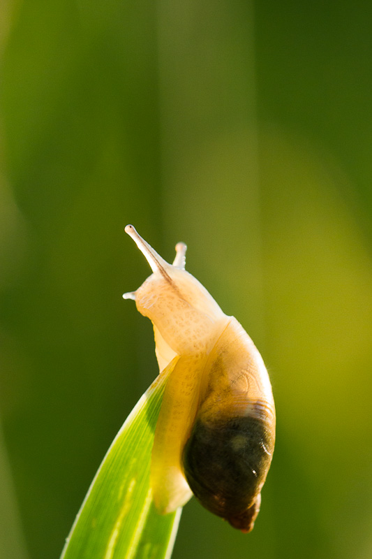 escargot-2.jpg