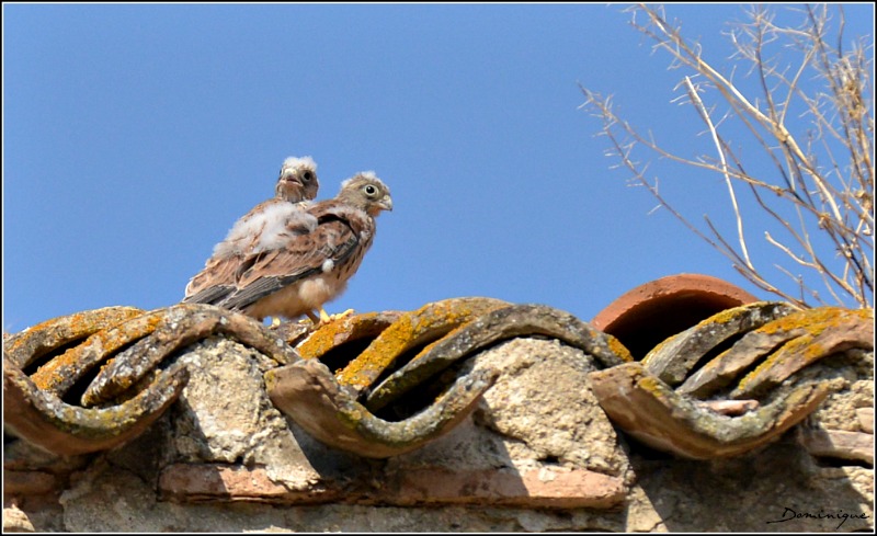 DSC_2959.JPG