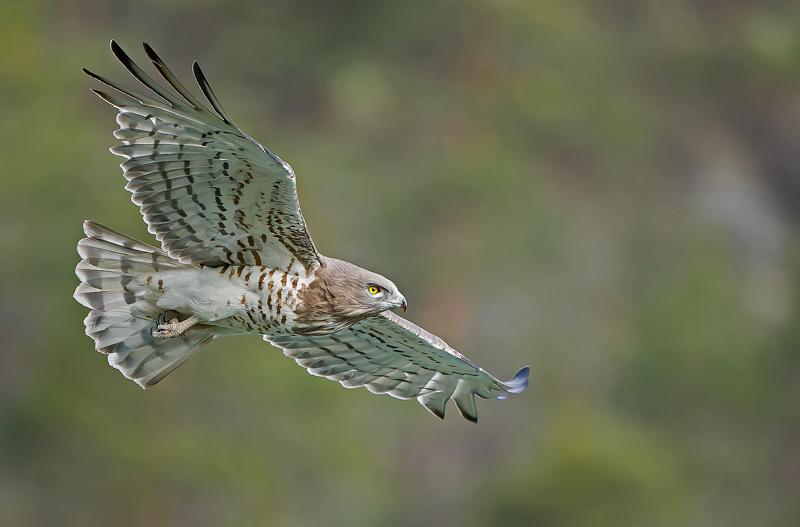 _73Y1192-ascpf.jpg