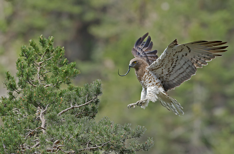_73Y3732-ascpf.jpg