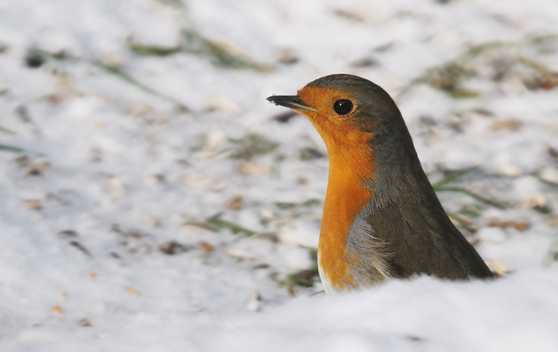 oiseau244.jpg