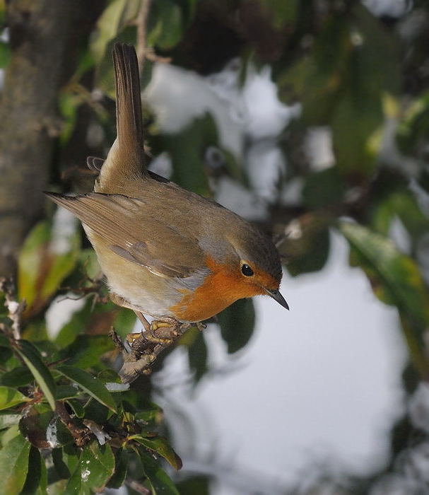 oiseau245.jpg