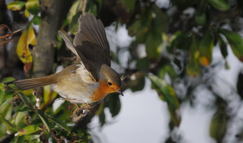 oiseau243.jpg