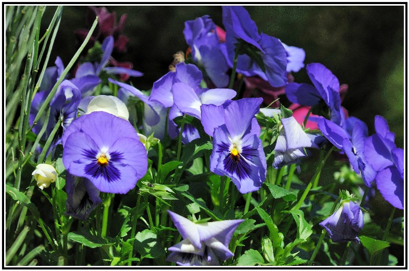 fleurjardin2.jpg
