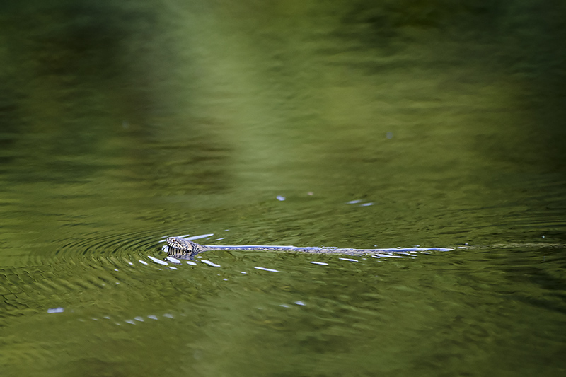 _DSC5782bweb.jpg