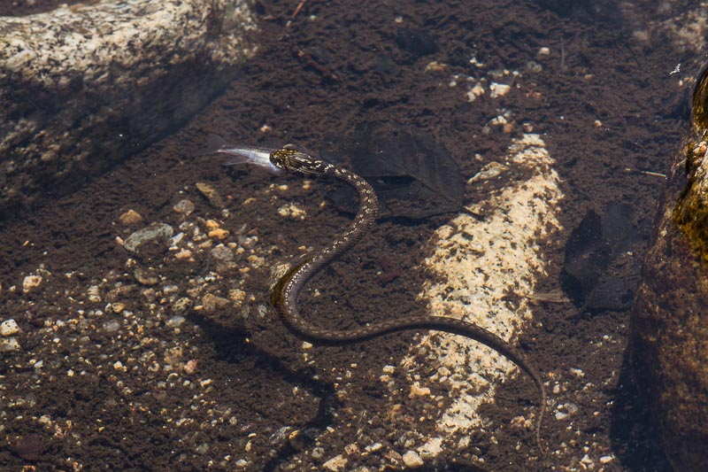 La couleuvre et le poisson 3.jpg