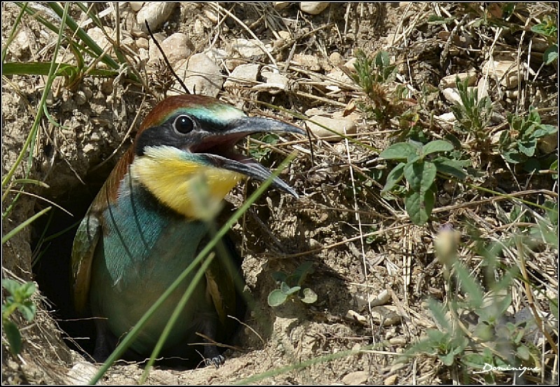 DSC_3567.JPG